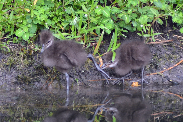 Limpkin chick nipping another