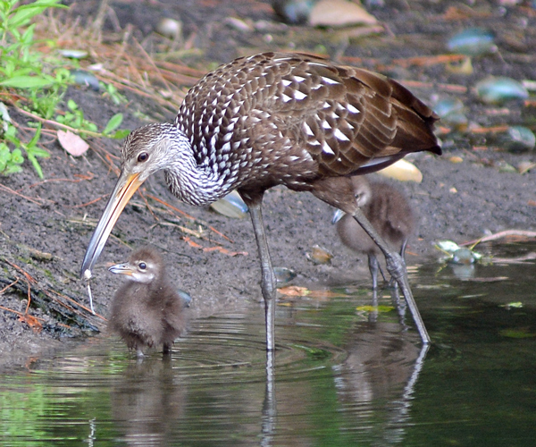 Limpkin and chick