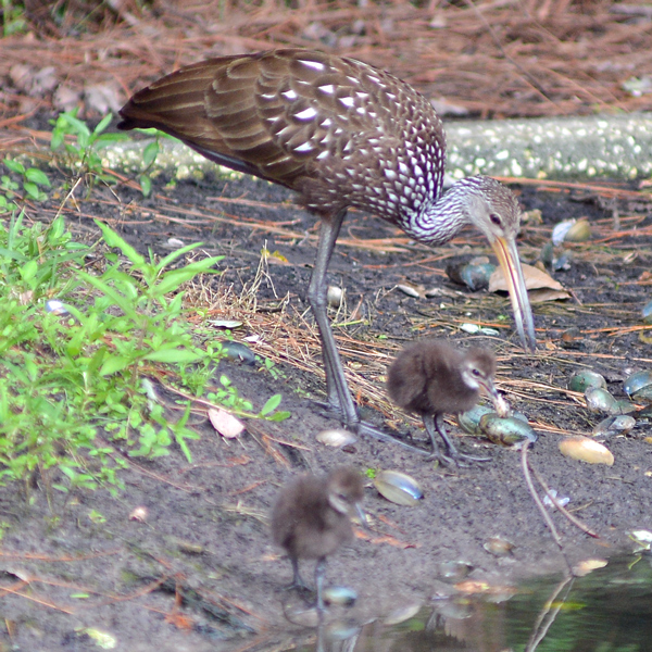 Limpkin and chicks