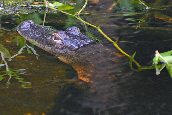 Alligator in a storm drain