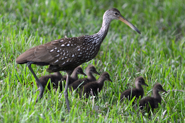 Limpkin and chicks