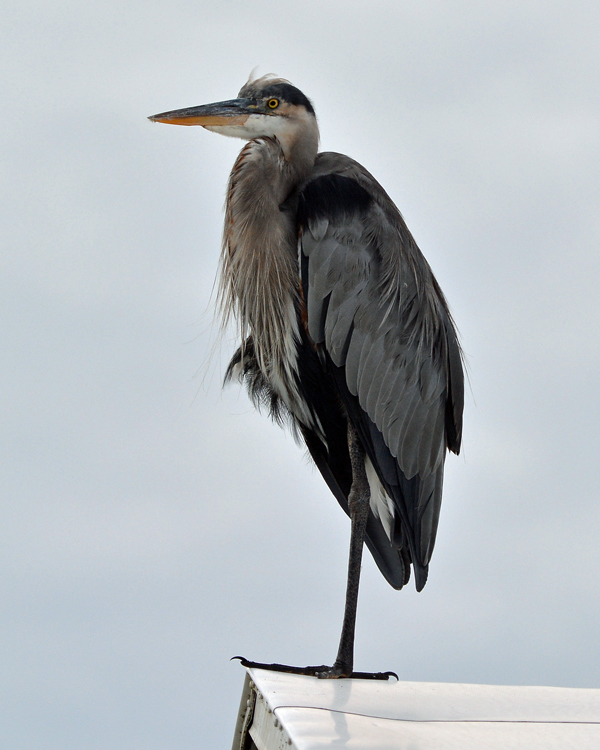 Great Blue Heron on a rooftop