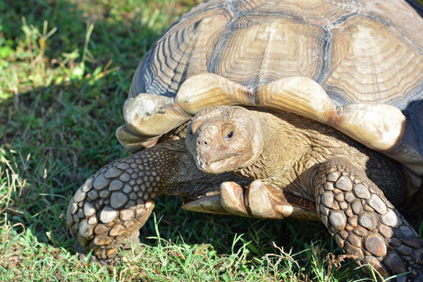 Franklin the African spurred tortoise
