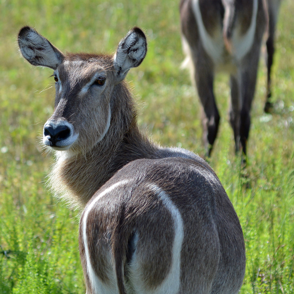 Waterbuck (notice heart-shaped nose and distinctive toilet seat marking on rump)