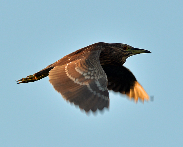Juvenile Black-crowned Night-Heron