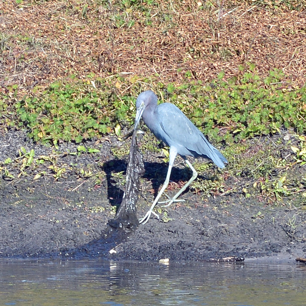 Little Blue Heron pulling a trash bag from a pond. Thanks for helping keep Cypress Lakes clean!