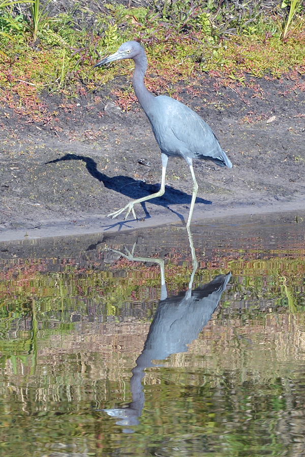 Little Blue Heron, shadow and reflection
