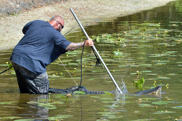 This gator has grown a little too big and needs to be removed from the pond.