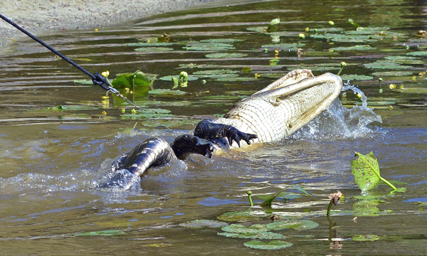 Alligator removal