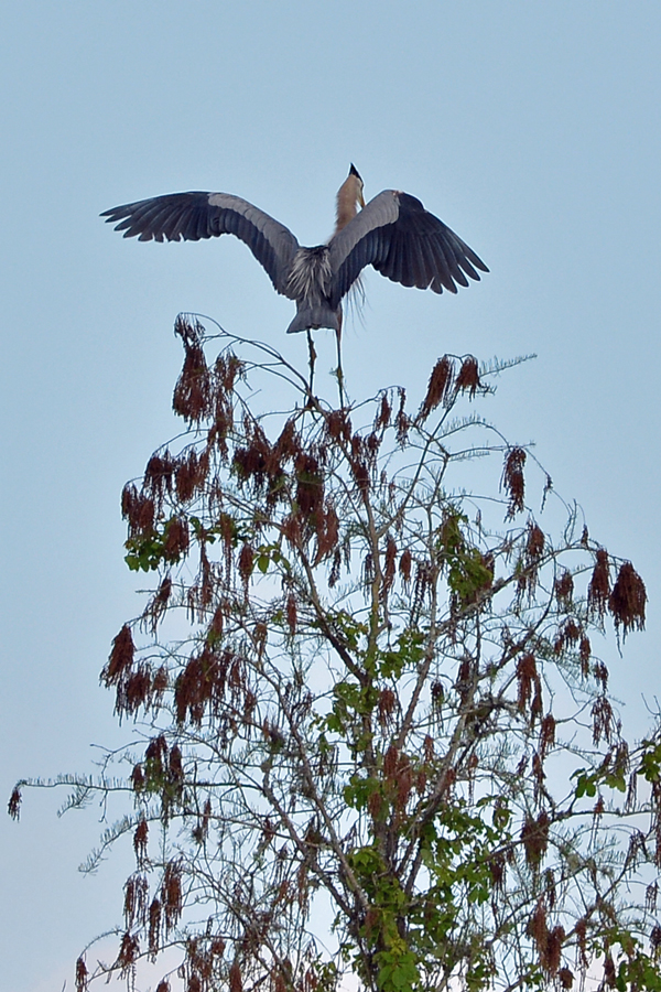 Great Blue Heron on a tree
