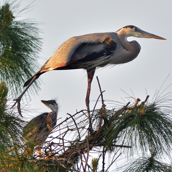 Great Blue Heron and chick