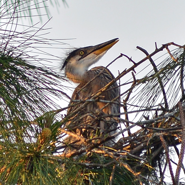 Great Blue Heron chick