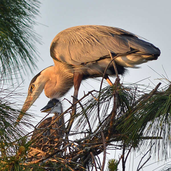 Great Blue Heron and chick