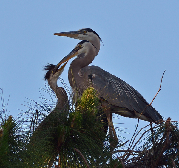 Great Blue Herons and chick