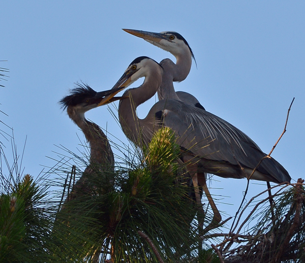 Great Blue Herons and chick