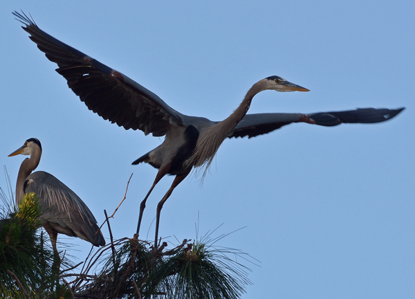 Great Blue Heron leaving the nest