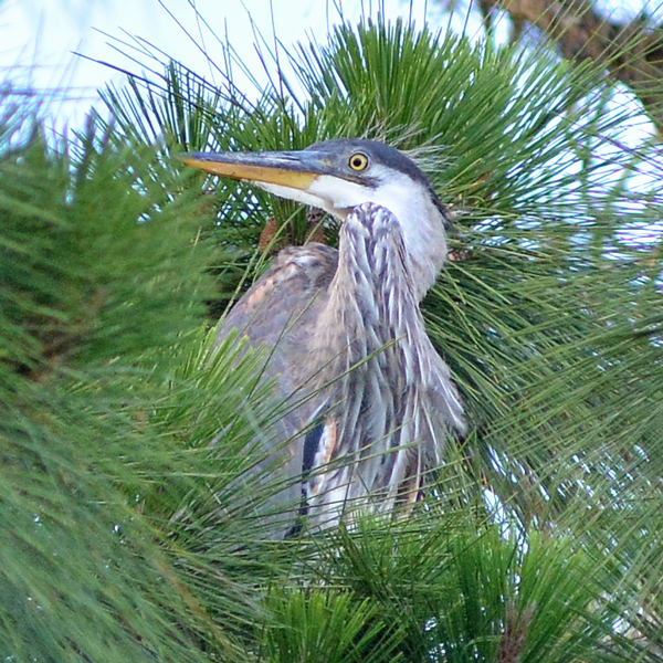 Great Blue Heron chick