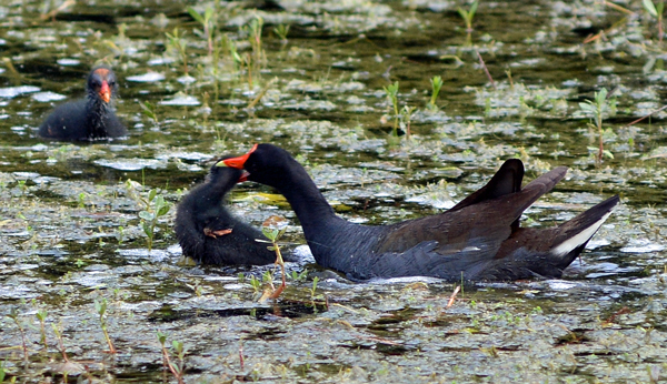 Common Gallinule correcting chick