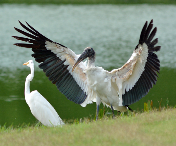Wood Stork landing next to Great Egret