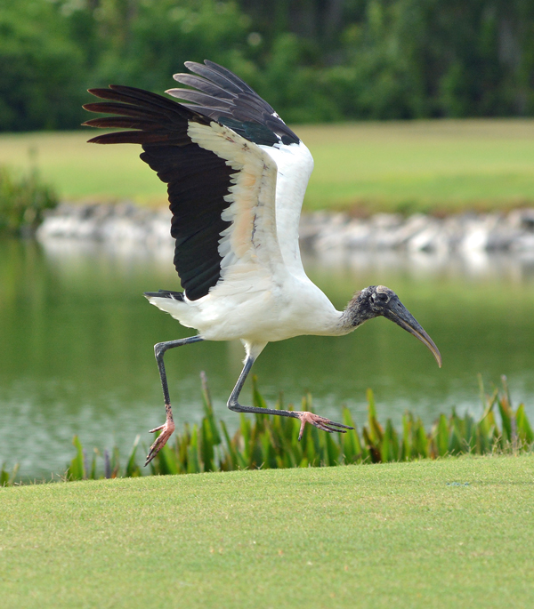 Wood Stork prepares for takeoff