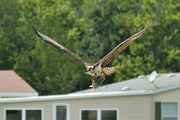 Osprey carrying fish
