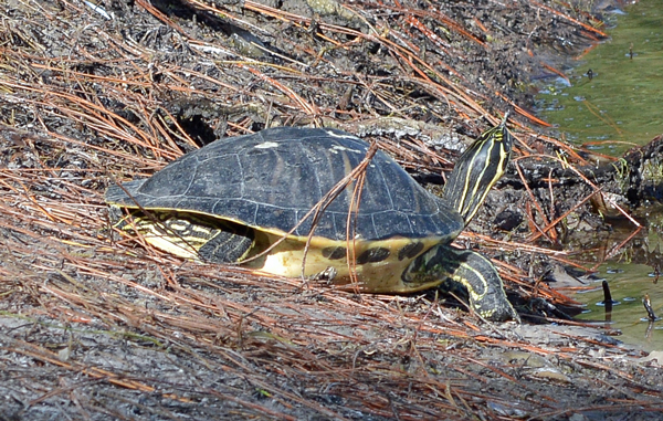 Florida Redbelly Turtle