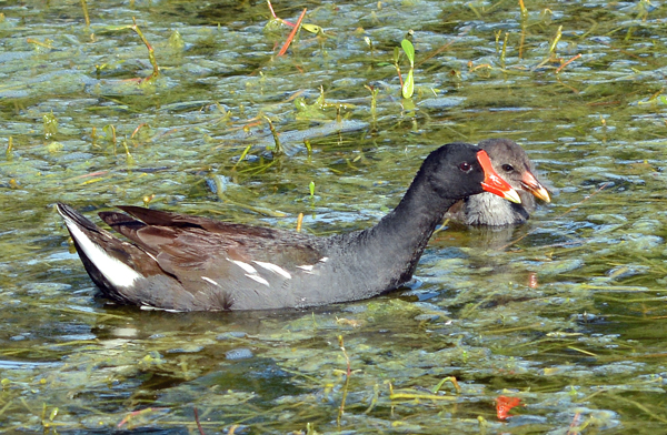 Common Gallinule with chick