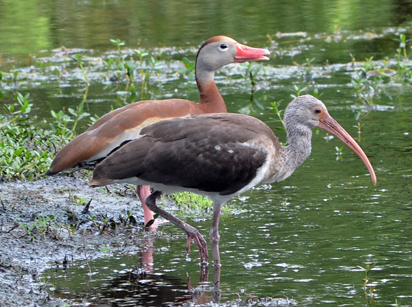 Black-bellied Whistling-Duck and White Ibis