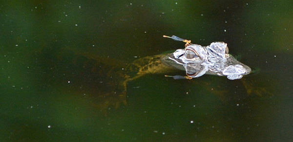 Baby alligator (and dragonfly)