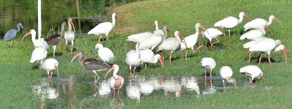 White Ibis.  Mostly.  Can you find the two that aren't?