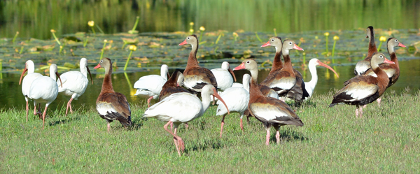 Black-bellied Whistling Ducks and White Ibis