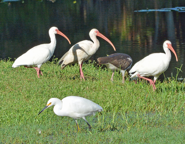 4 White Ibis.  1 Snowy Egret