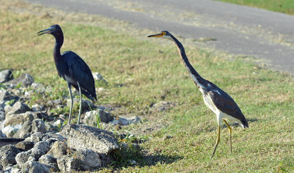 Little Blue Heron and Tricolored Heron