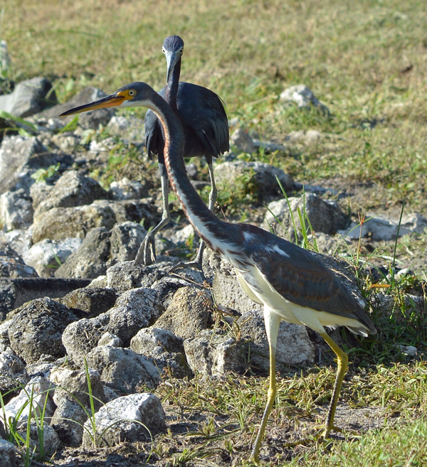 Tricolored Heron and Little Blue Heron