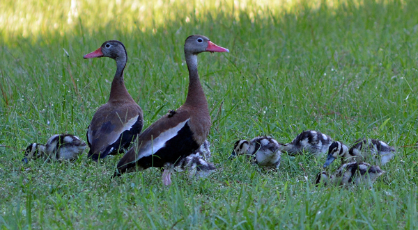 Black-bellied Whistling Ducks and ducklings