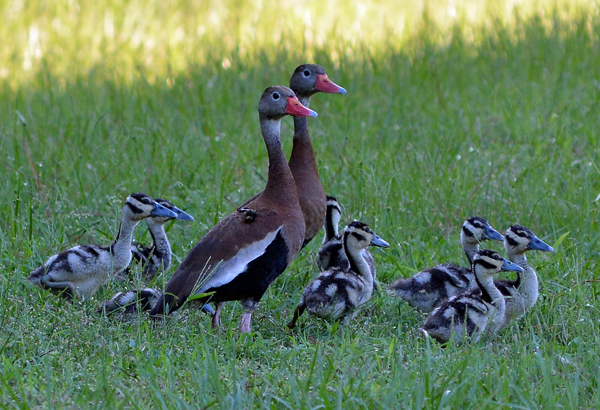 Black-bellied Whistling Ducks and ducklings