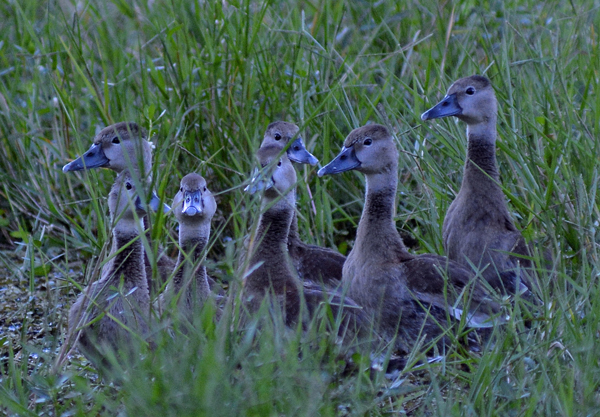 Black-bellied Whistling-Duck chicks