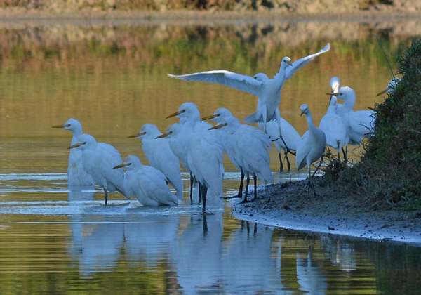 Cattle Egrets (mostly)