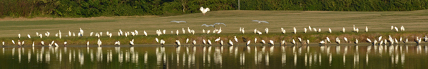 Cattle Egrets (mostly)