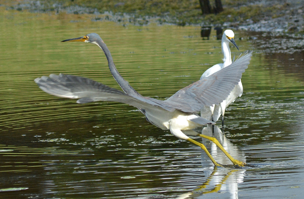 Tricolored Heron and Snowy Egret