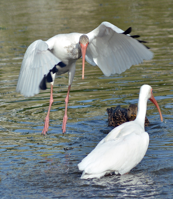 White Ibis and Mottled Duck