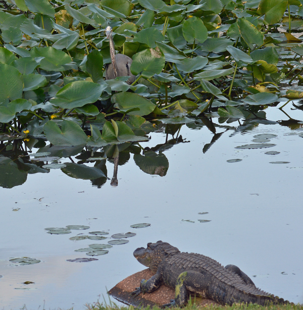 Alligator and Great Blue Heron