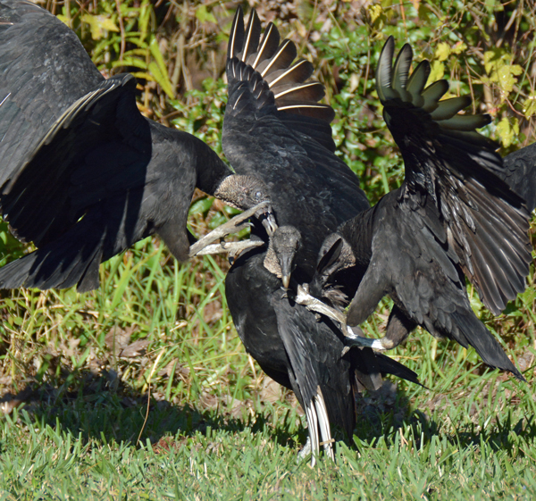 Black Vultures squabbling