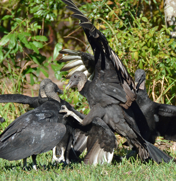 Black Vultures squabbling