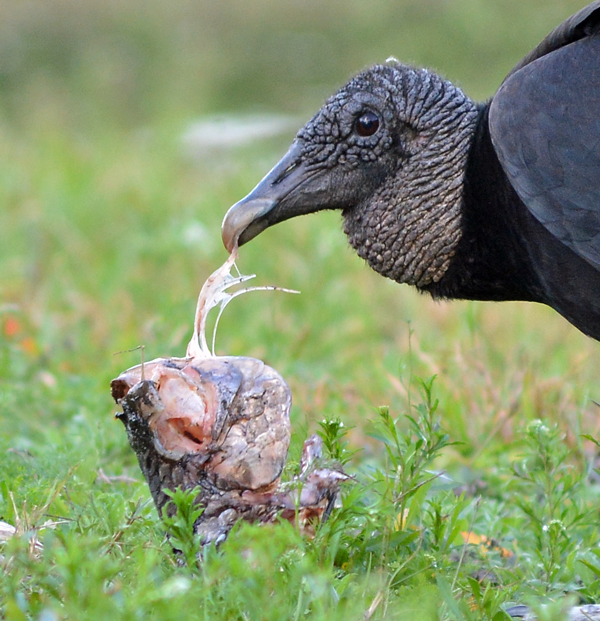 Vulture eating fish head