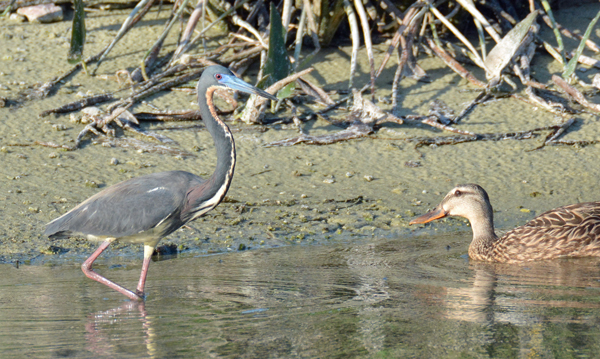 Tricolored Heron and Mottled Duck