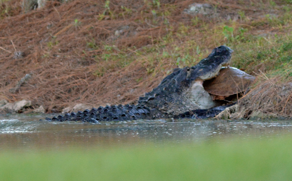 Alligator eating turtle