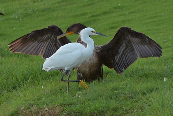Snowy Egret and Double-crested Cormorant