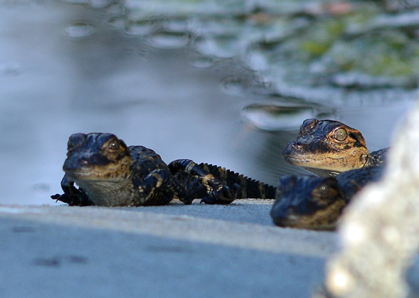 Baby alligators basking in the sun