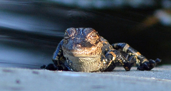 Baby alligator basking in the sun